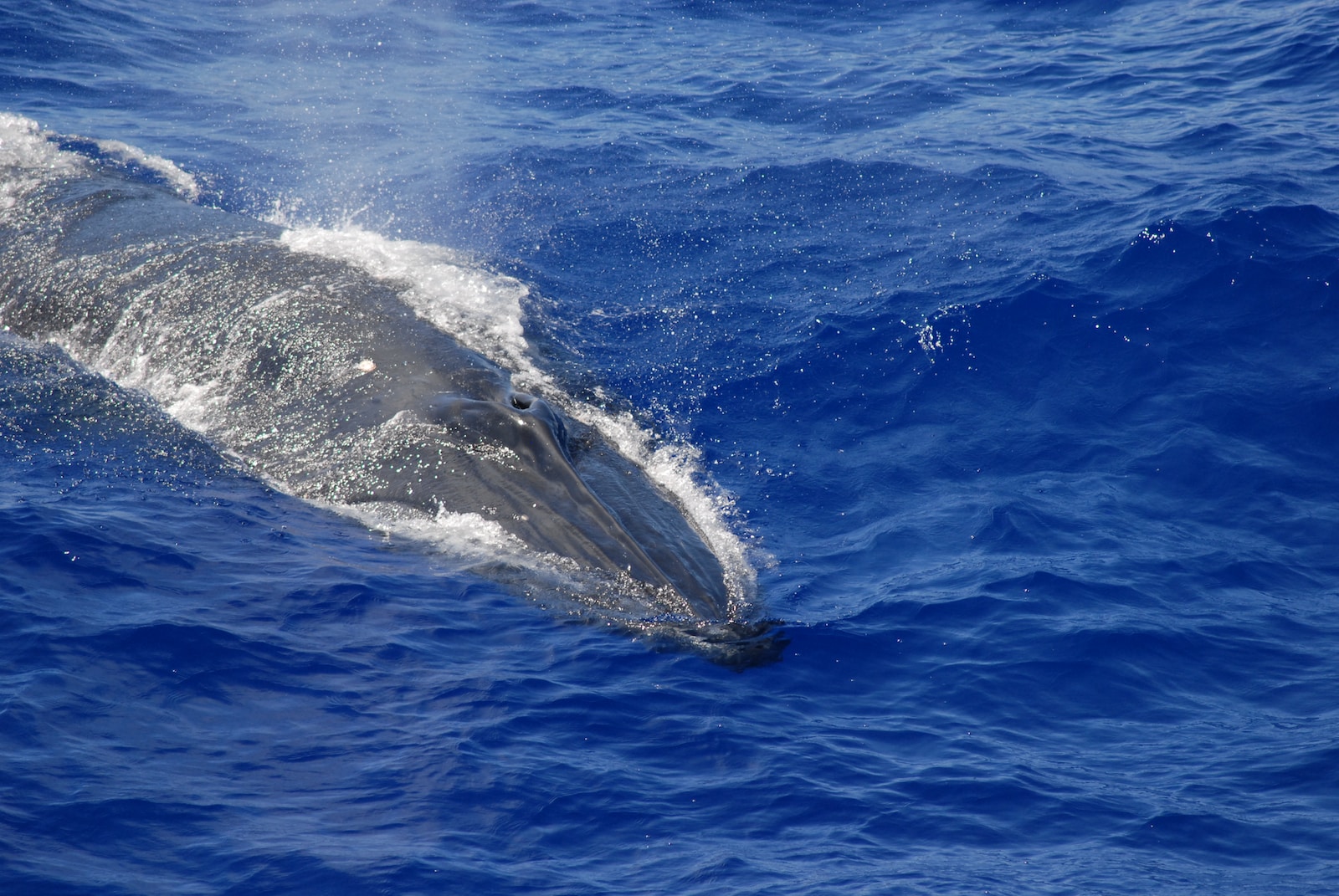 black whale on blue water